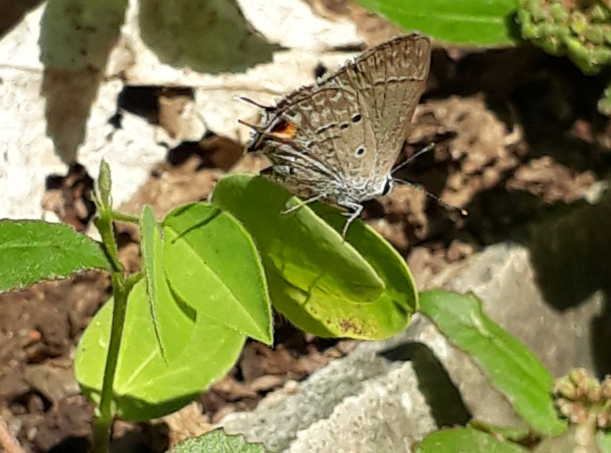 Animals - ML637219370