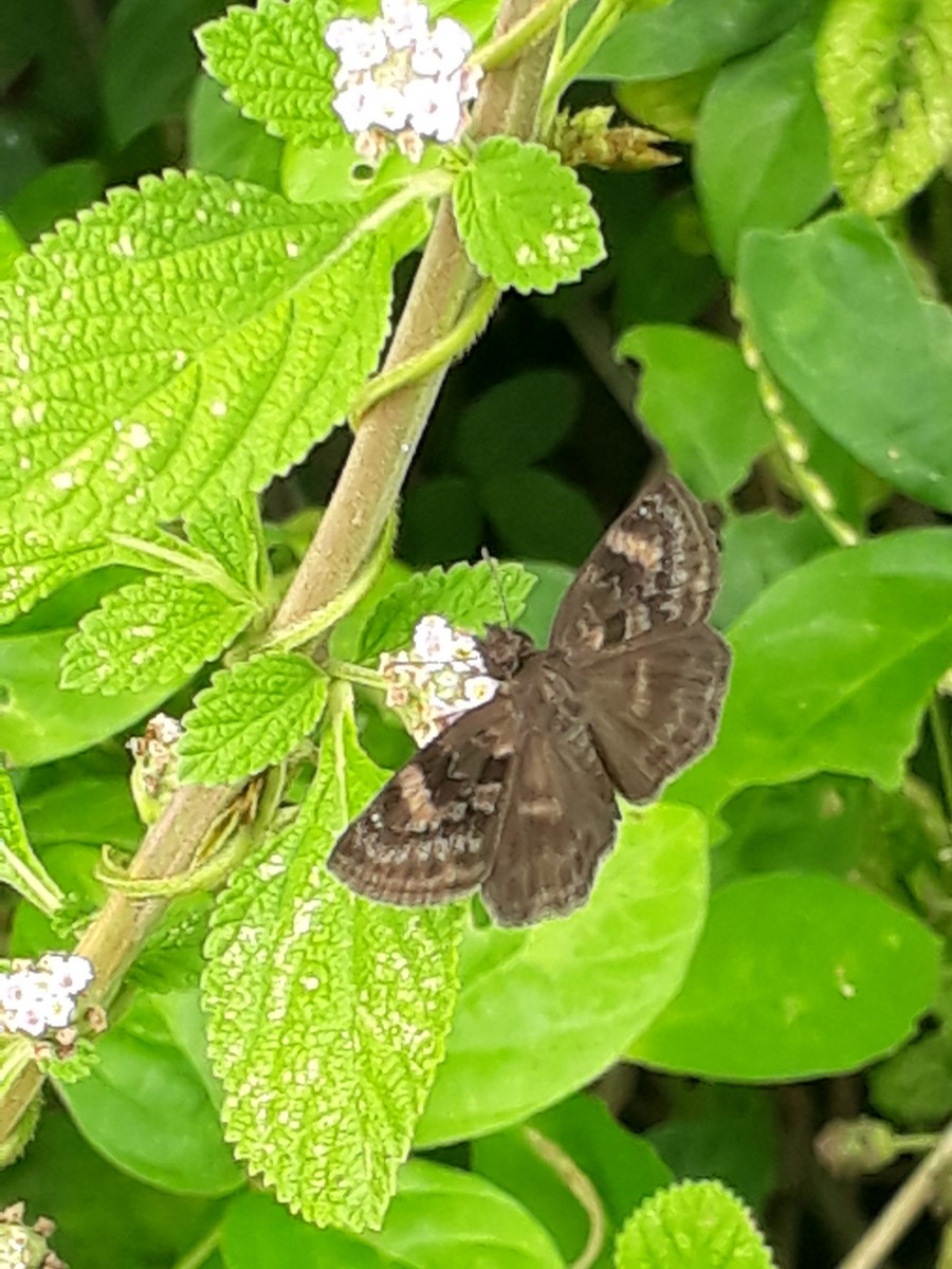 Animals - ML637219382