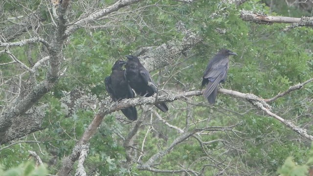 Common Raven - ML637219383