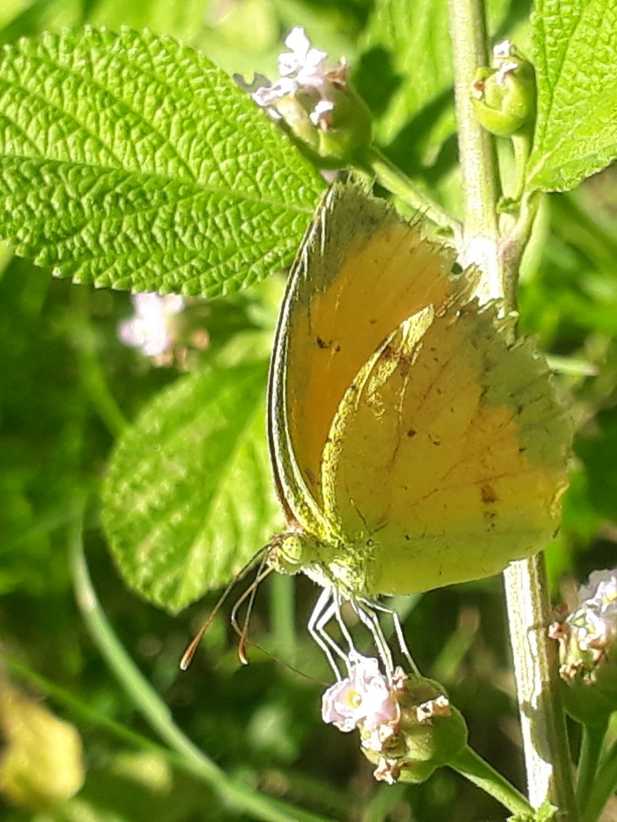 Animals - ML637219399