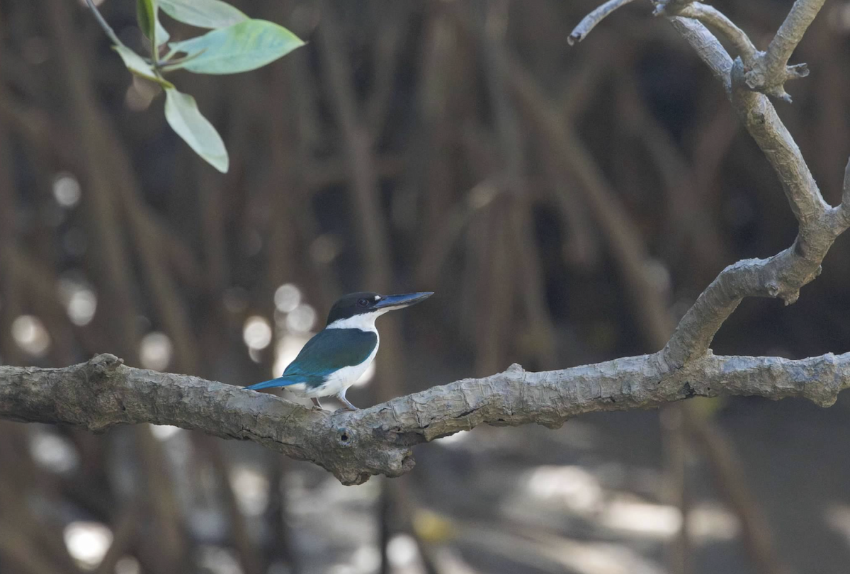 Torresian Kingfisher - ML637219544