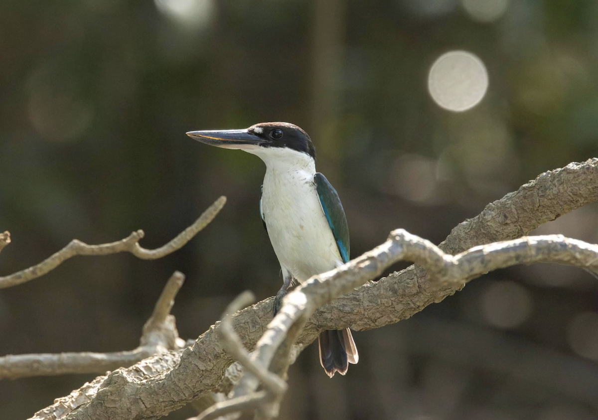 Torresian Kingfisher - ML637219545