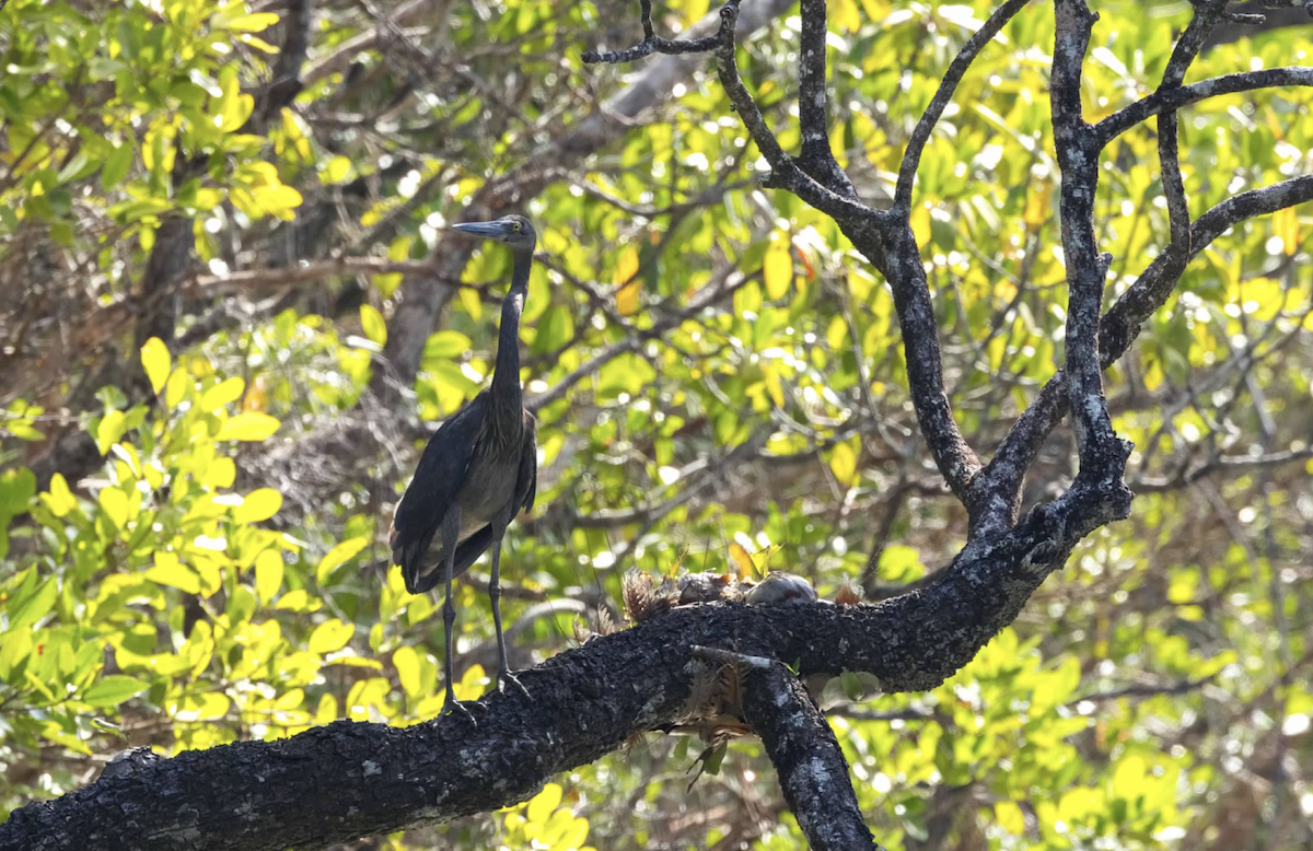 Great-billed Heron - ML637219546
