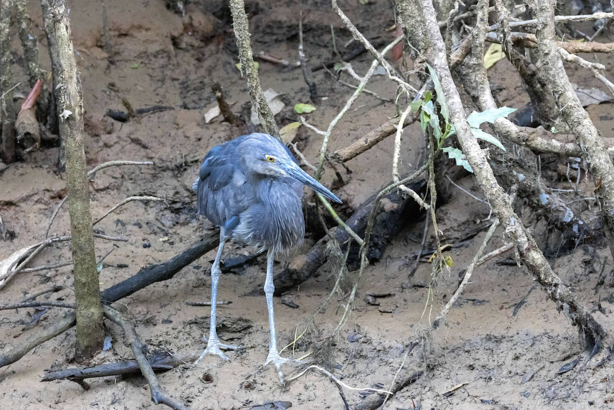 Great-billed Heron - ML637219549