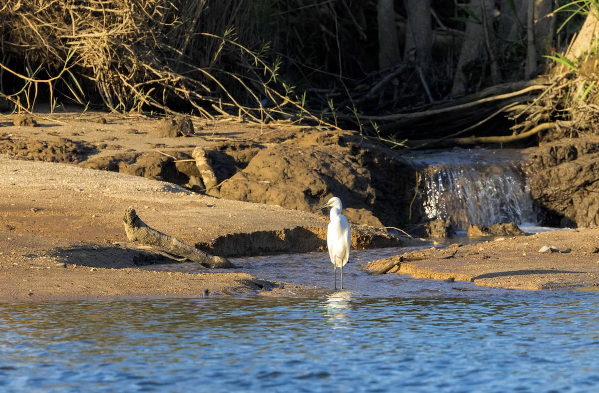 Little Egret - ML637219551