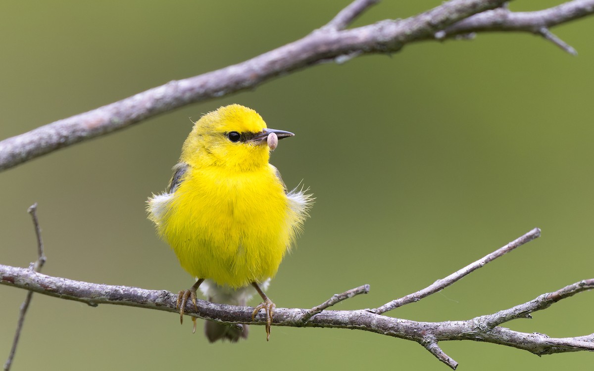 Blue-winged Warbler - ML637219633