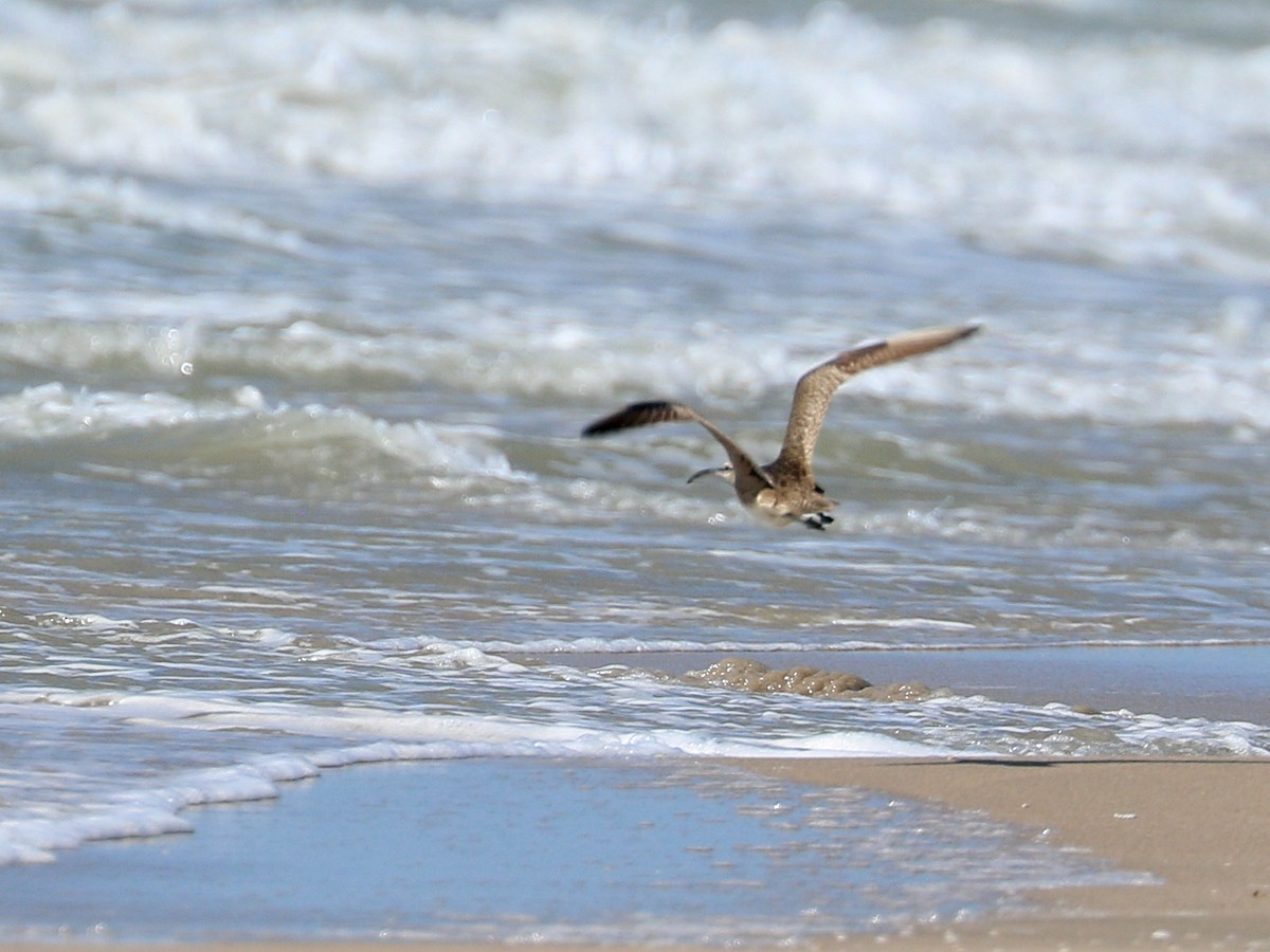 Regenbrachvogel - ML637219738