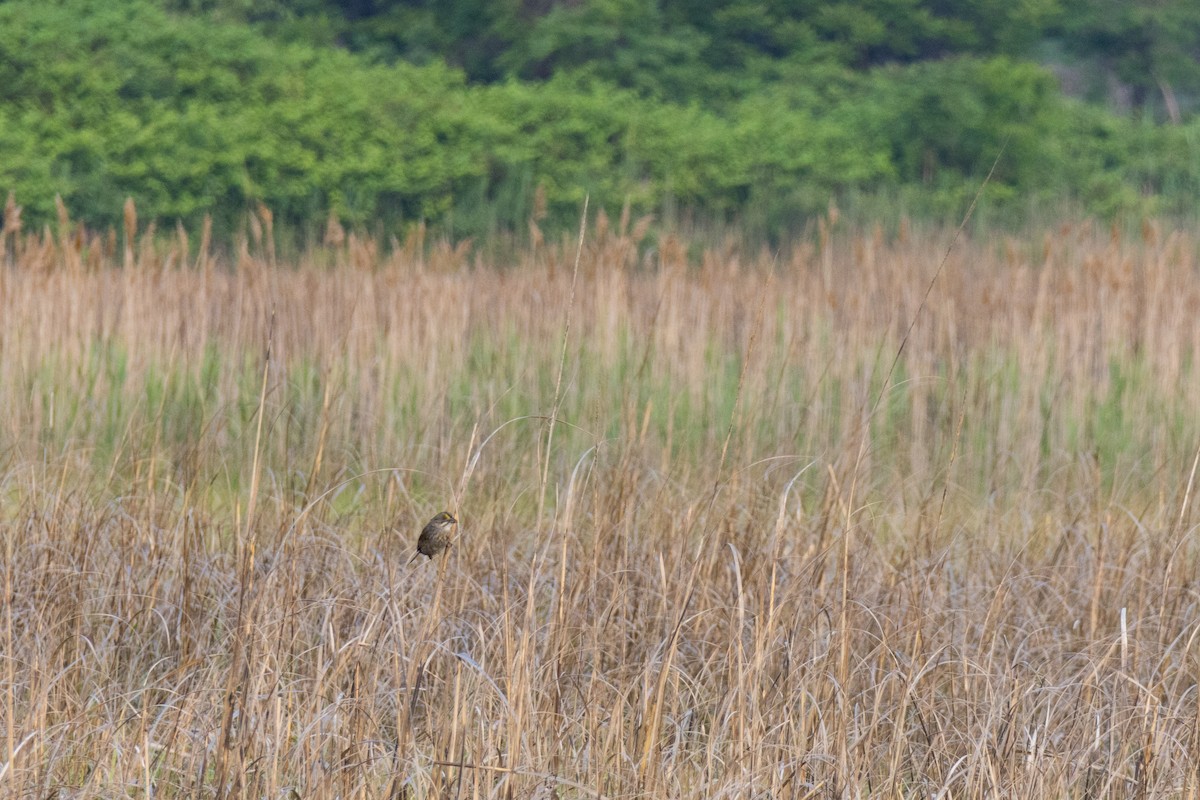 Seaside Sparrow - ML637219888