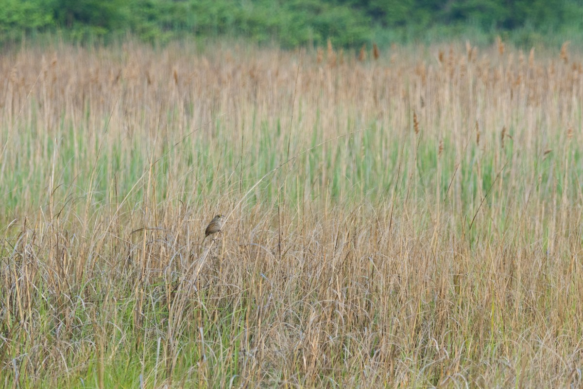 Seaside Sparrow - ML637219889