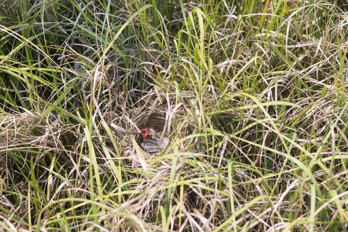 Red-winged Blackbird - ML637219892