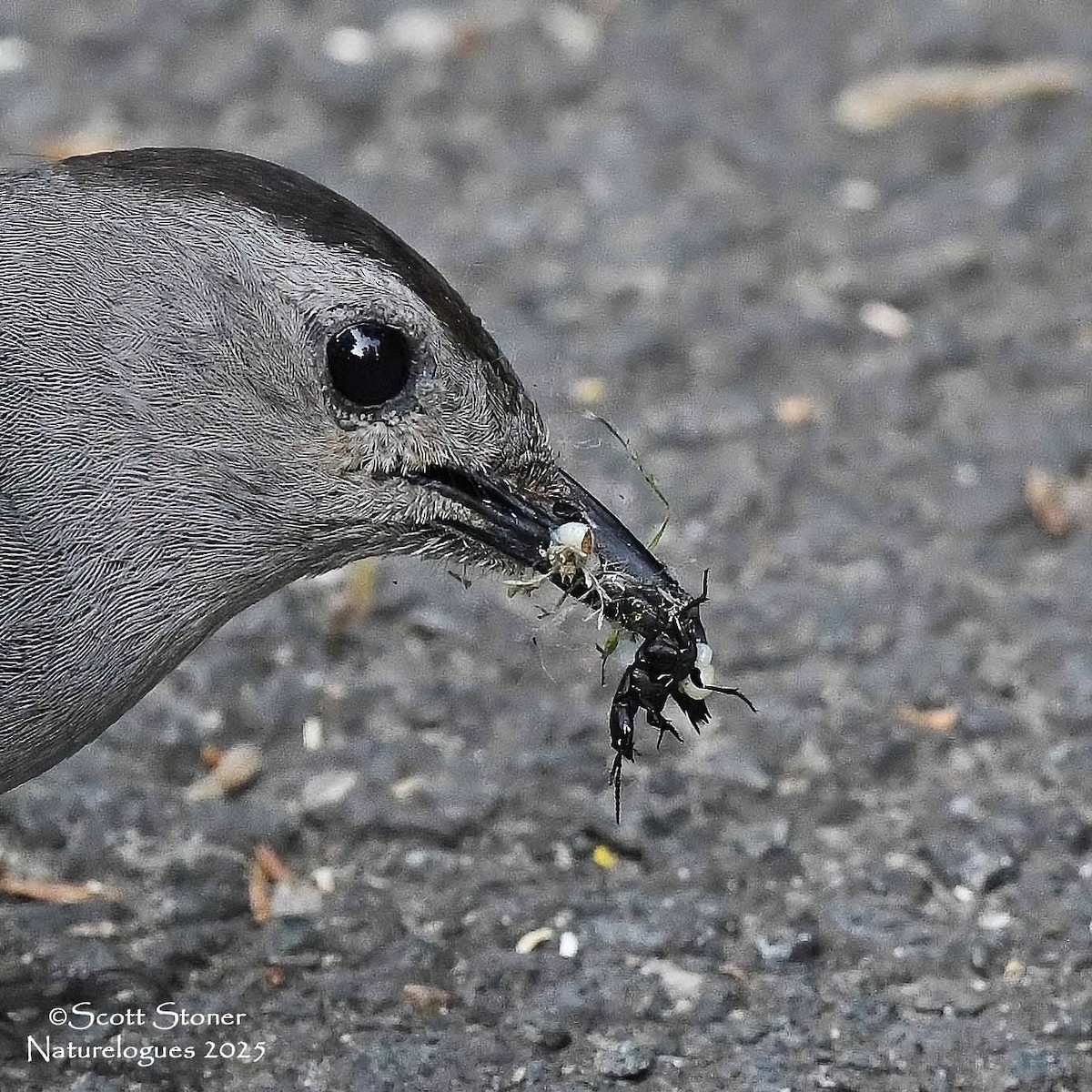Gray Catbird - ML637220035
