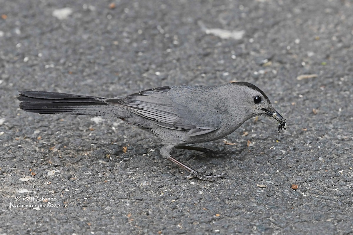 Gray Catbird - ML637220036