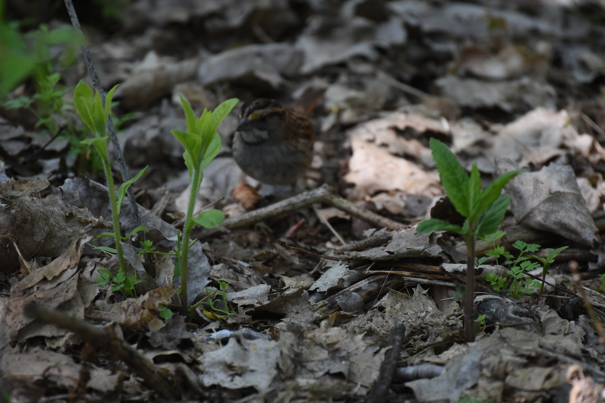 White-throated Sparrow - ML637220042