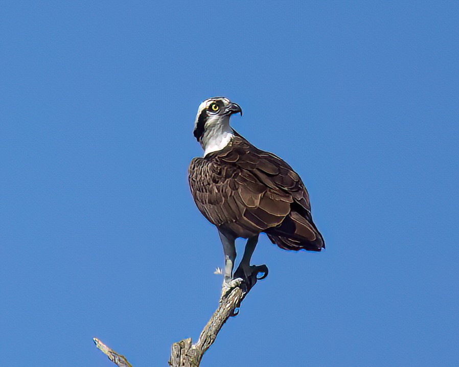 Osprey - ML637220043