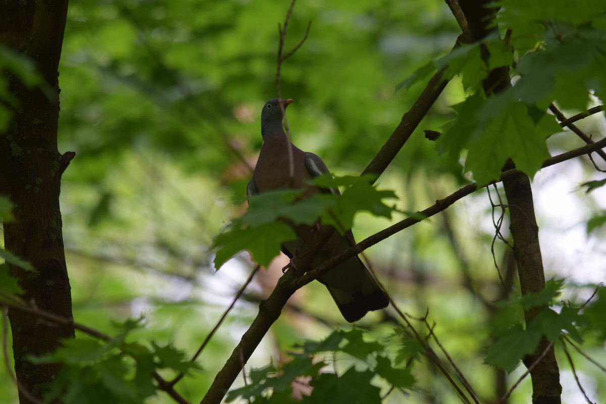 Common Wood-Pigeon - ML637220184