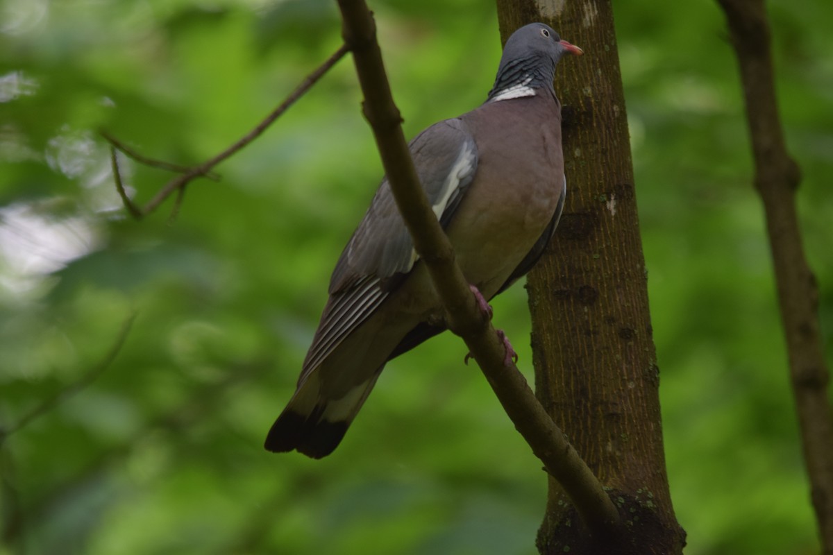 Common Wood-Pigeon - ML637220185