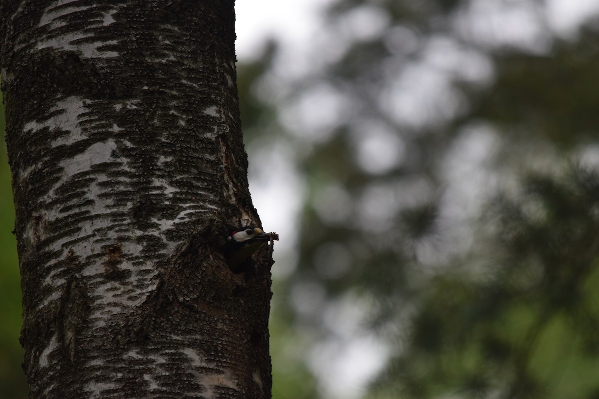 Great Spotted Woodpecker - ML637220272