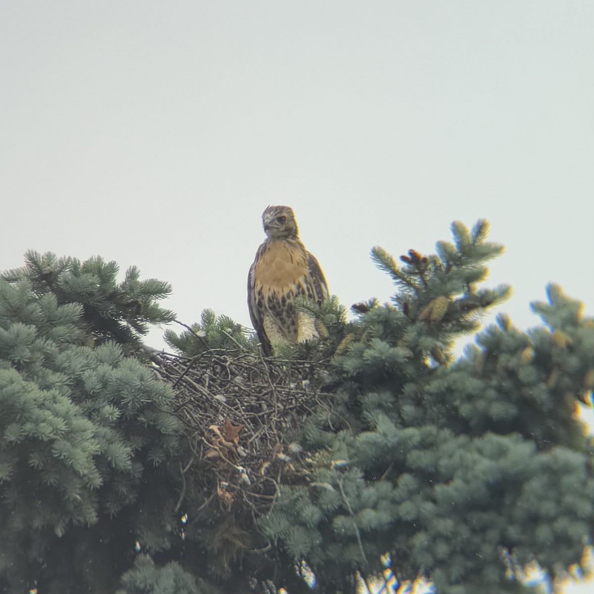 Red-tailed Hawk - ML637220308
