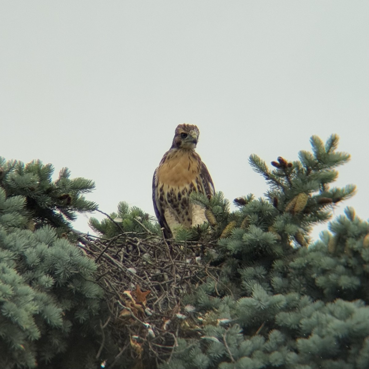 Red-tailed Hawk - ML637220309