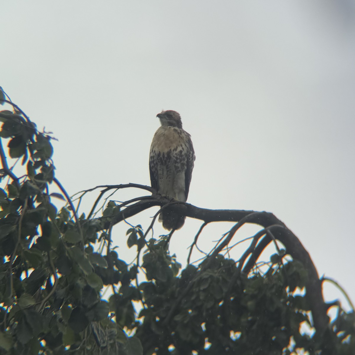 Red-tailed Hawk - ML637220311