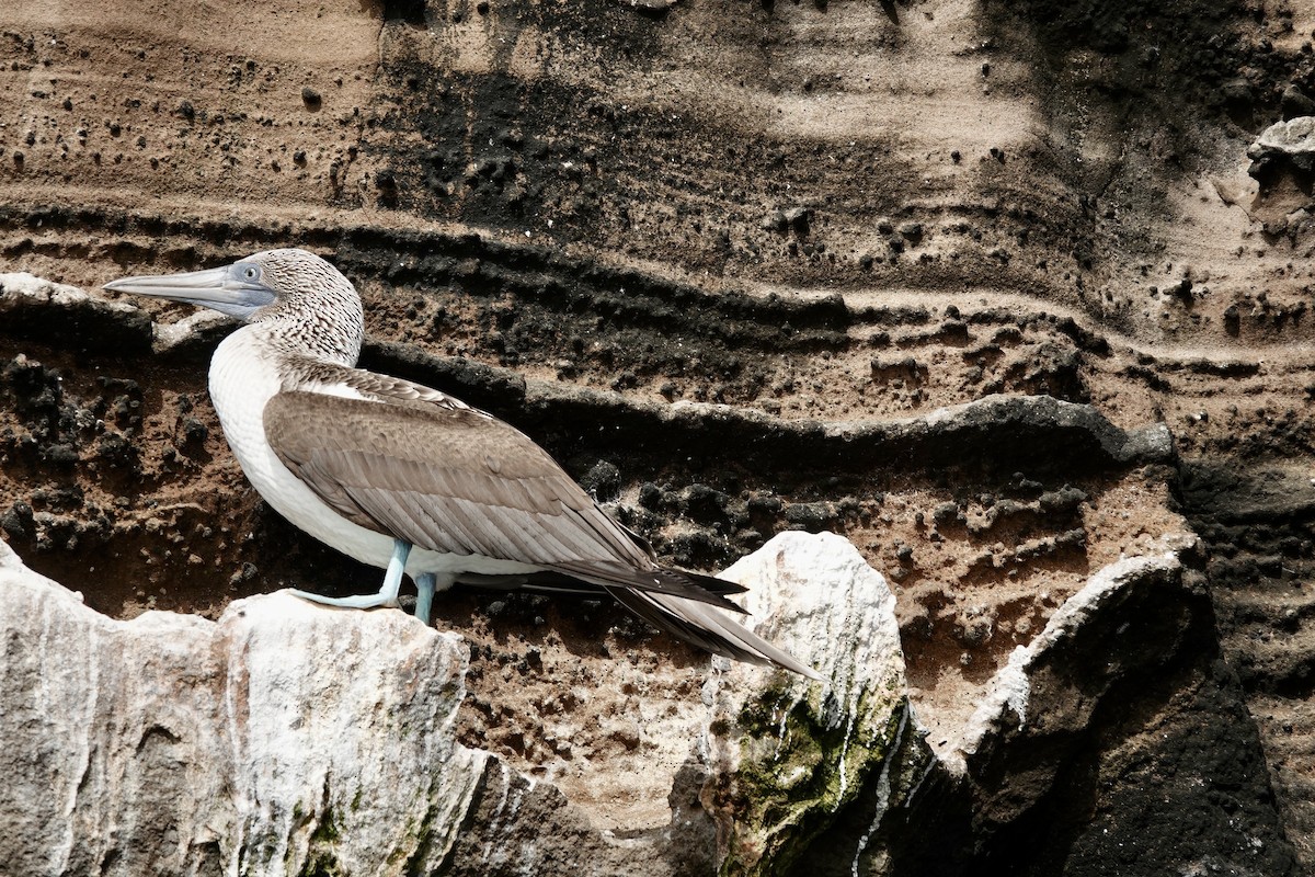 Blue-footed Booby - ML637220554