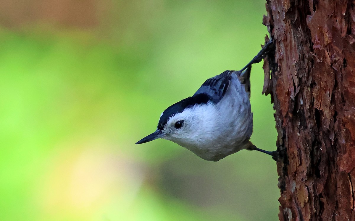 White-breasted Nuthatch - ML637220615