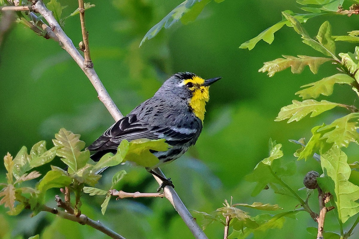 Grace's Warbler - ML637220640