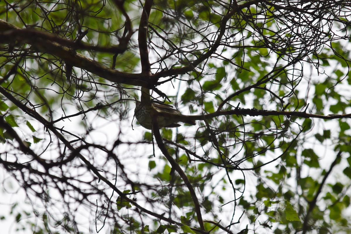 Icterine Warbler - ML637220809