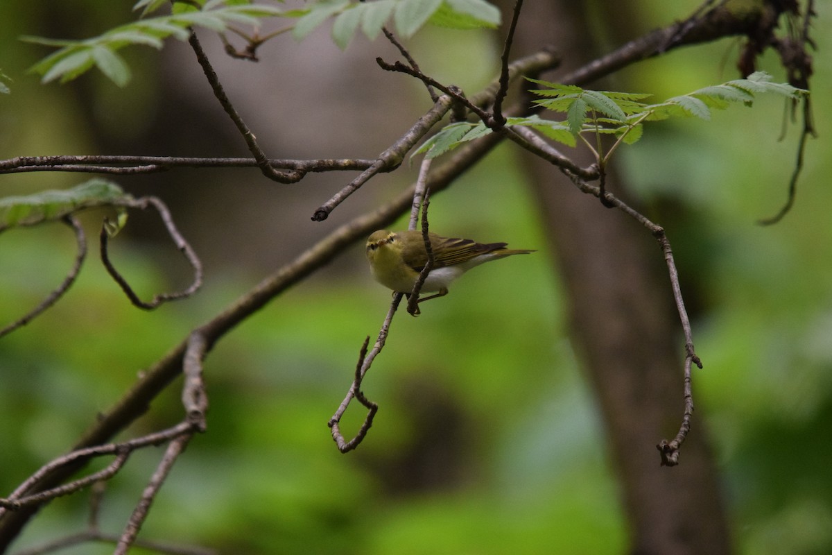 林柳鶯 - ML637220827