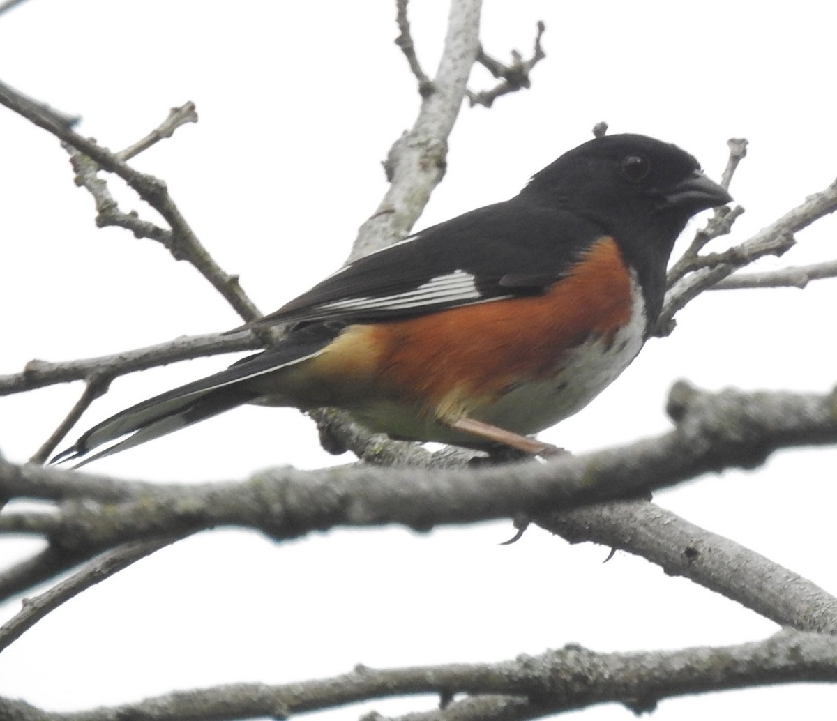 Eastern Towhee - ML637220839