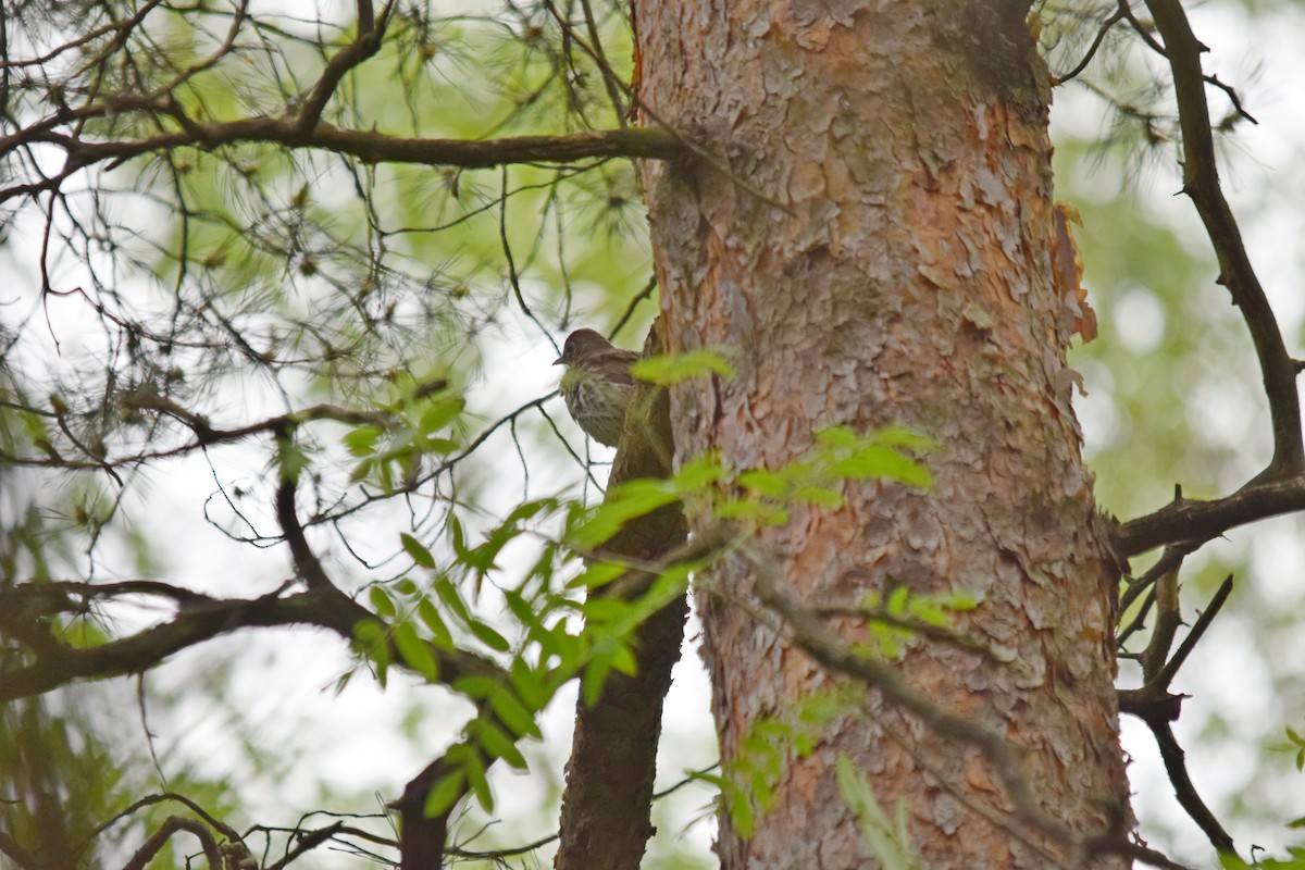 Song Thrush - ML637220877