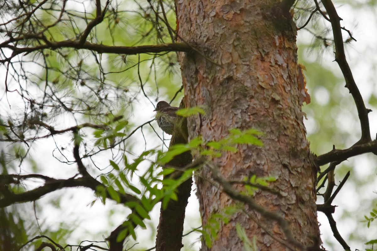 Song Thrush - ML637220878