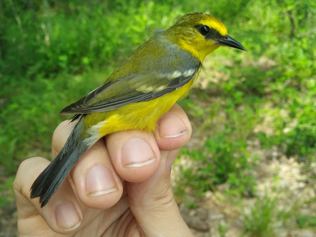 Golden-winged x Blue-winged Warbler (hybrid) - ML637220885