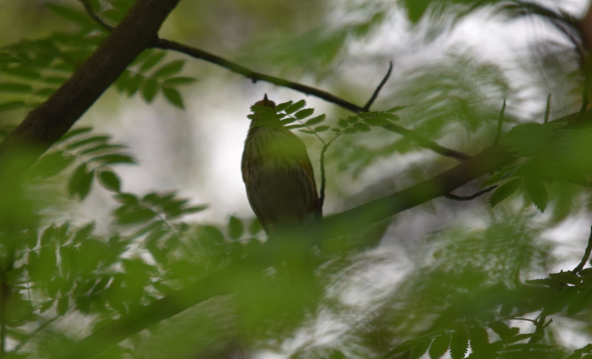 Redwing - ML637220897