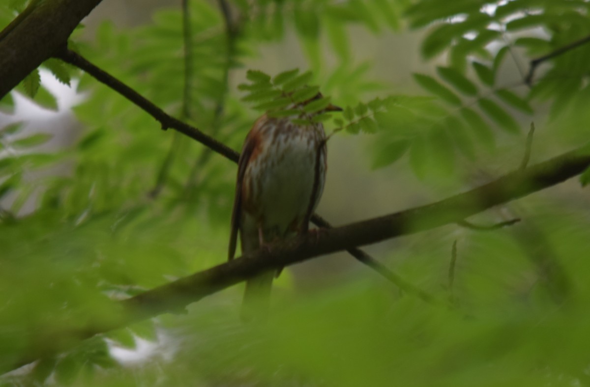 Redwing - ML637220898