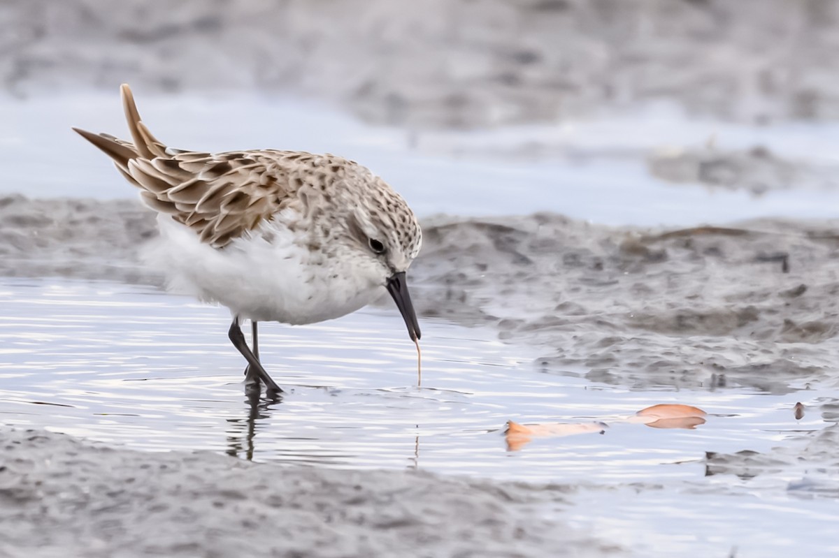 Red-necked Stint - ML637220900