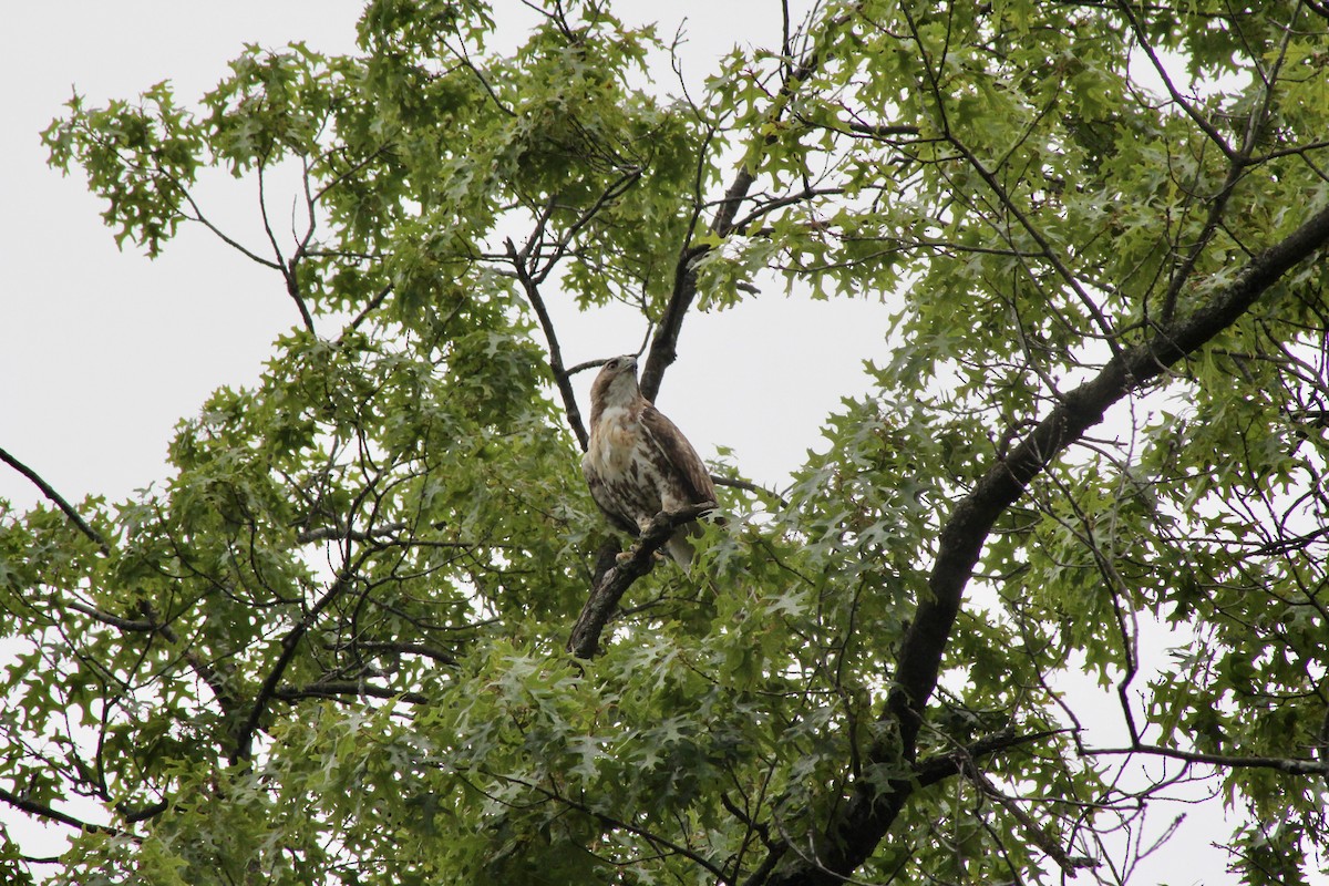 Red-tailed Hawk - ML637220904
