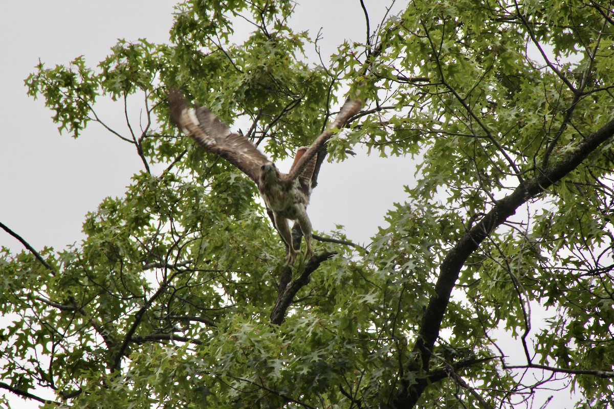 Red-tailed Hawk - ML637220925