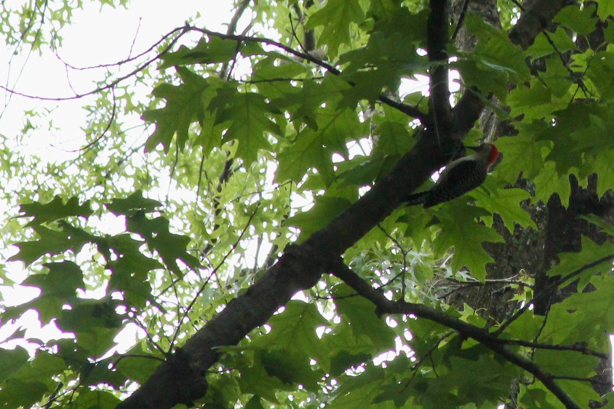 Red-bellied Woodpecker - ML637220975