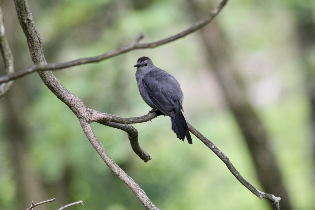 Gray Catbird - ML637221010