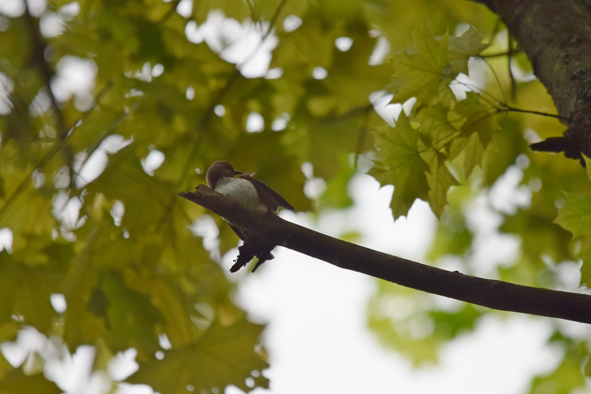 斑鶲 - ML637221015