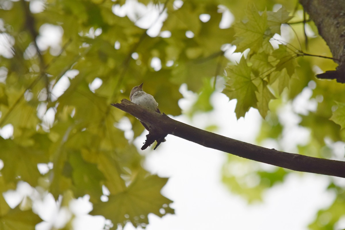 斑鶲 - ML637221016