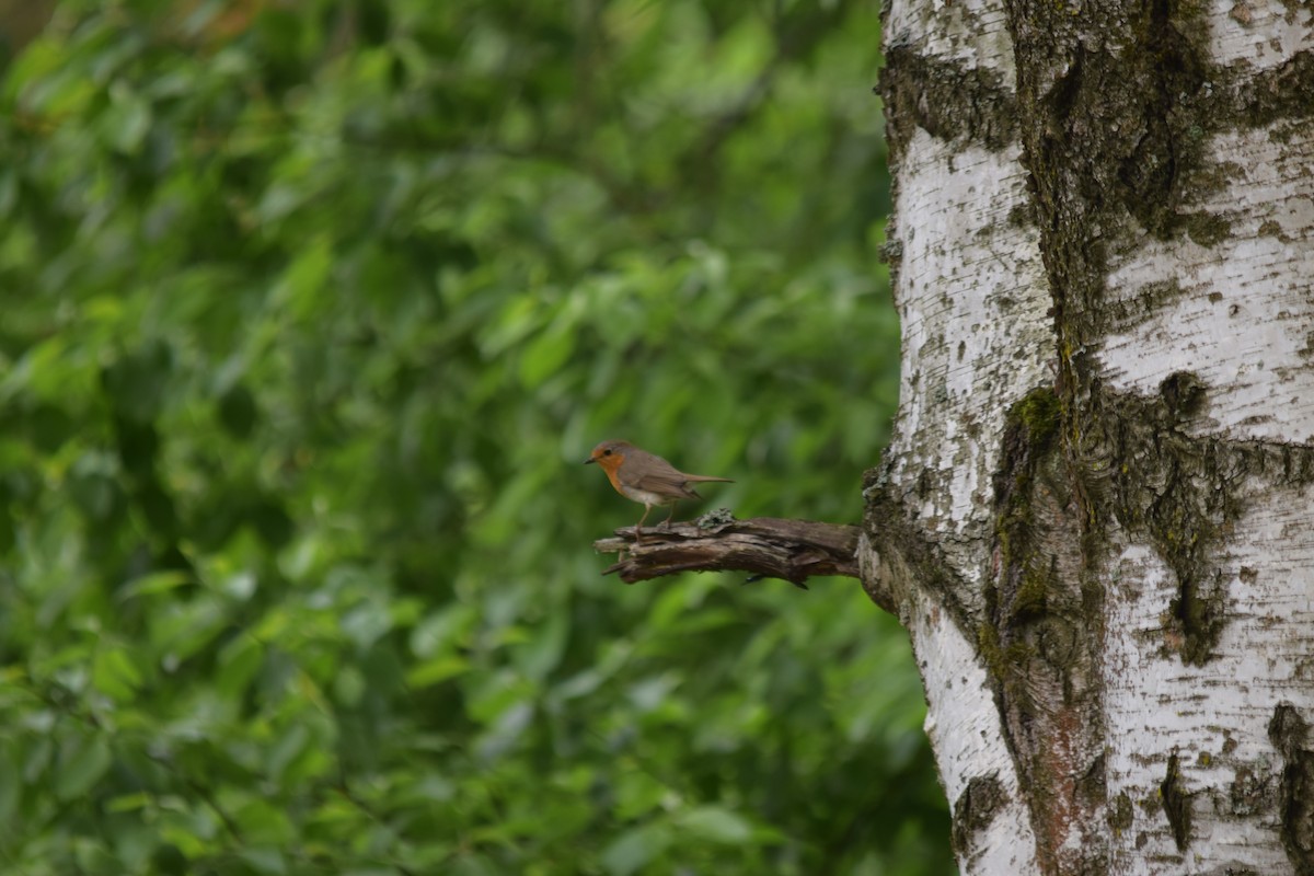 European Robin - ML637221028