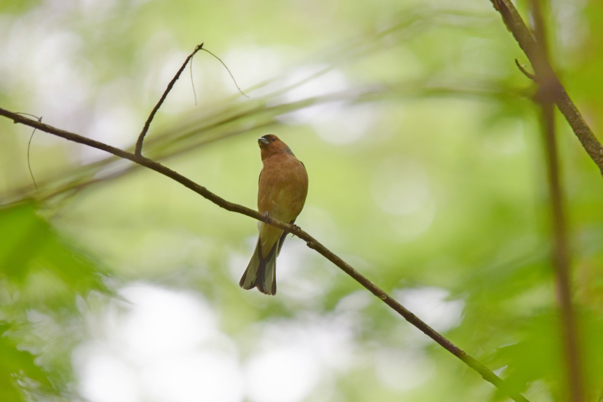Common Chaffinch - ML637221081