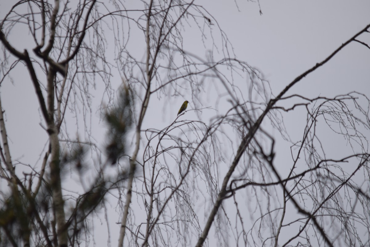 黃雀 - ML637221106