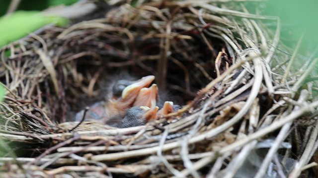 Gray Catbird - ML637221125
