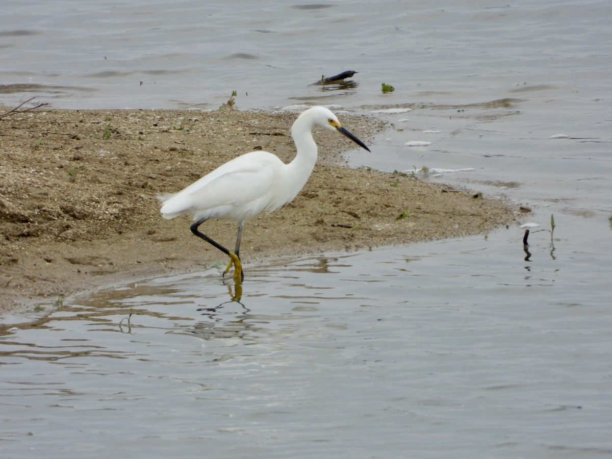 Snowy Egret - ML637221217