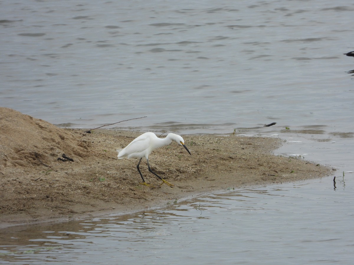 Snowy Egret - ML637221219