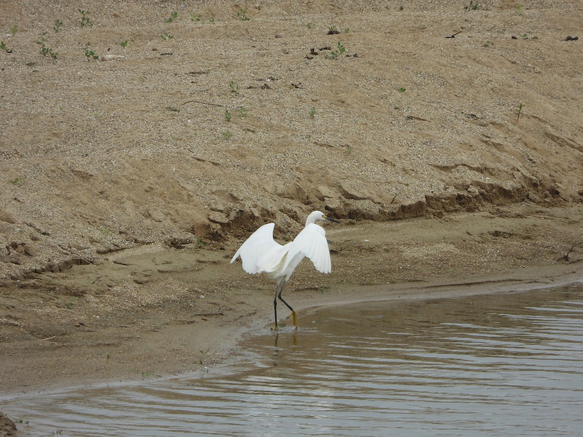 Snowy Egret - ML637221220