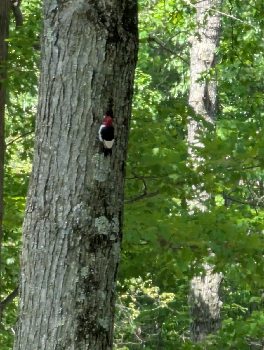 rødhodespett - ML637221271